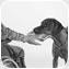 Assistance Dog Training Course & Canine Training & Instructing Course