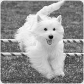 Introduction to Agility
